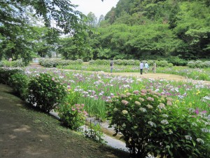 H25.6.14：お花見ドライブ 008