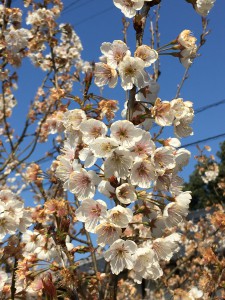 さくらんぼの花