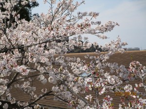 IMG_8552
