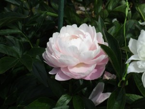 IMG_1675